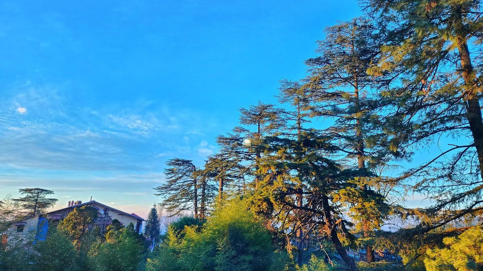 Hotel Pineview Shimla